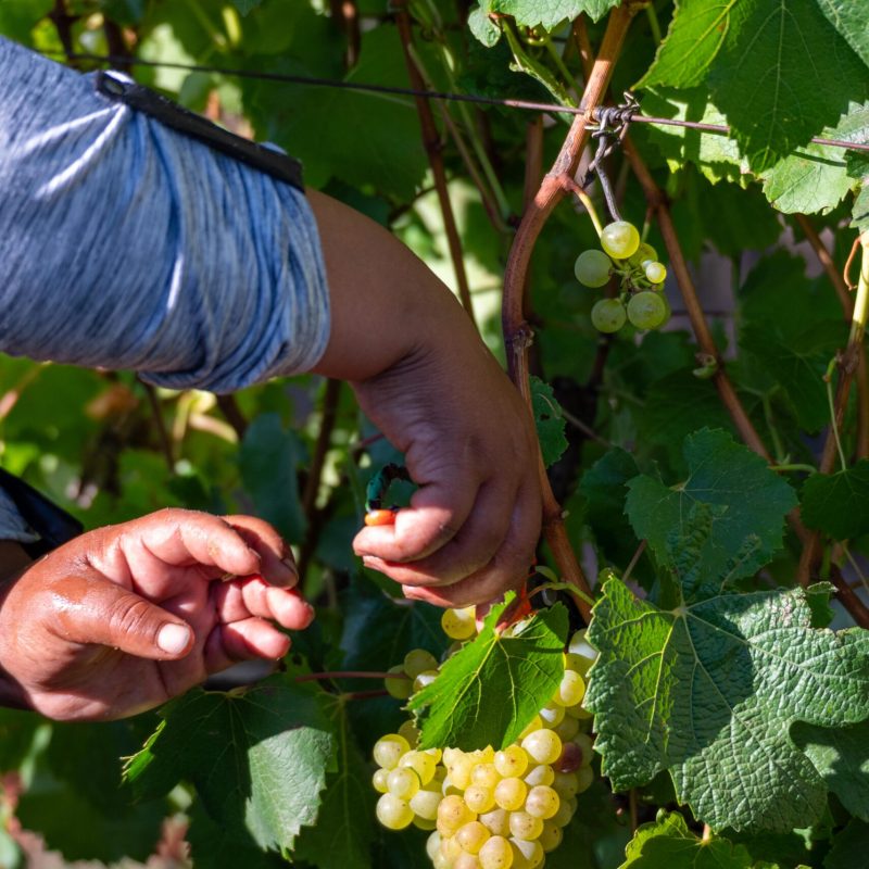 EV Harvest 2025 (187 of 304) EV Harvest 2025 (187 of 304)