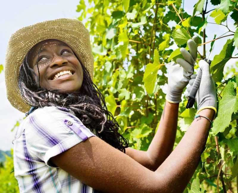 woman cutting branch in vineyard representing crafts people at Elgin Vintners
